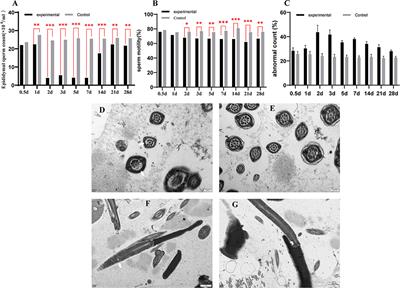 Getah Virus Infection Rapidly Causes Testicular Damage and Decreases Sperm Quality in Male Mice